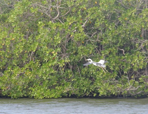 Mangrove Kalpitiya