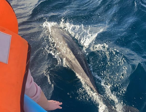 Dolphin watching Alankuda