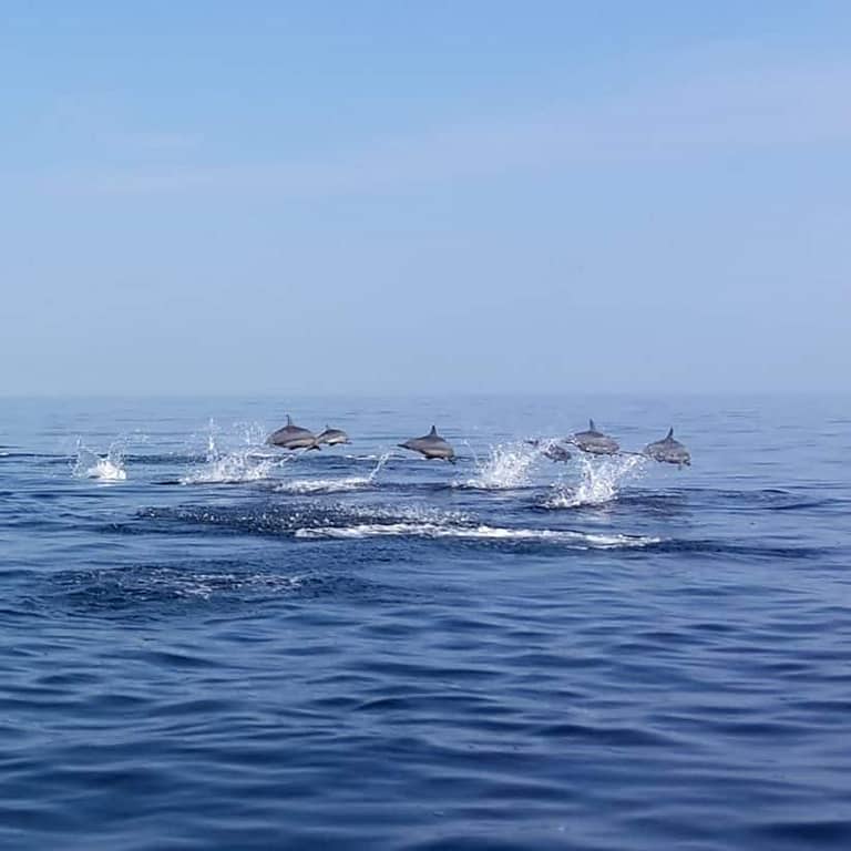 Dolphin watching boat tour