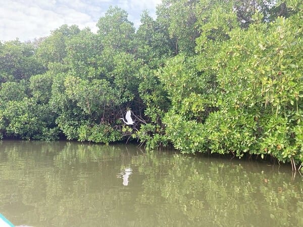 kalpitiya-mangroves