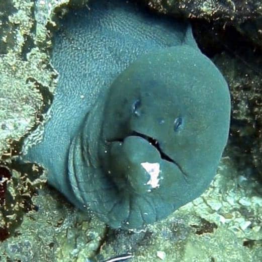 scuba diving kalpitiya